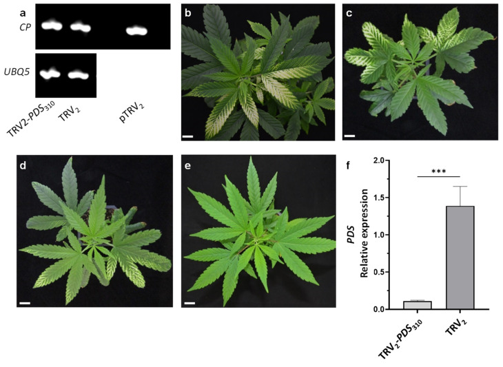 A comparison of different TRV2-PDS vectors inoculated using vacuum infiltration. (a) The detection of the viral coat protein (CP) transcripts by RT-PCR in the cannabis line MF-219 infiltrated with pTRV2-PDS310 or pTRV2, and on pTRV2 plasmid as a positive control. UBQ5 was used as a control gene. Cannabis plantlets inoculated with pTRV1- and pTRV2-PDS310 (b), pTRV2-PDS486 (c), pTRV2-PDS424 (d), or pTRV2 (e) 15 days after vacuum infiltration (scale bar = 2 cm). (f) A quantitative real-time PCR analysis of PDS transcript levels in cannabis leaves infected with TRV2 and TRV2-PDS310. The data were normalized to UBQ5 with the standard error indicated by vertical lines. The significant difference between treatments (p ≤ 0.0006; n ≥ 3; ***) was calculated using Student’s t test.