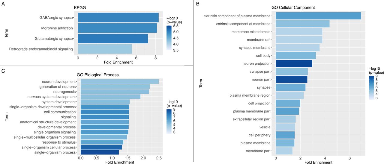 Functional enrichment analysis results for A) KEGG pathways, B) GO categories relating to cellular components and C) GO categories relating to biological processes. Only term enrichments with Bonferroni-adjusted p < 0.05 are shown. Terms are ordered according to fold enrichment relative to chance, with colours indicating the −log10() transformed nominal p-value (higher −log10() value means lower p-value)