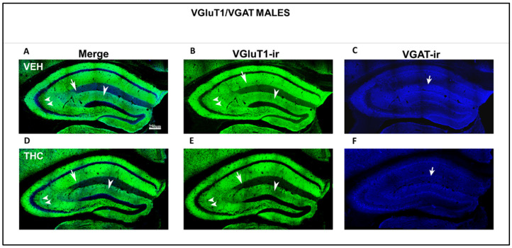 Low-magnification confocal images showing irregular VGluT1-ir and VGAT-ir in THC male pups. Confocal photomicrographs collage of VGluT1-ir (green labeling; B,E), VGAT-ir (blue labeling; C,F), and merged images (A,D) in the HIPP of VEH (A–C) and THC (D–F) male pups at P60. Observe the decreased VGluT1-ir in the DG distal-inner molecular layer (arrowhead in D,E), in the CA3 stratum lucidum (double arrow in D,E) and radiatum, and in the CA1 stratum lacunosum-moleculare (arrows in D,E) in THC compared to that in VEH male mice. These data show that the primary trisynaptic loop is irregular in THC male pups. A band of decreased VGAT-ir boutons at the lacunosum molecular layers of CA1 in THC pups is shown (arrow in C,F)—same scale for (A–F).