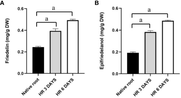 Friedelin and epifriedelanol content in hairy roots at 3 and 6 days. (A) friedelin content; (B) epifriedelanol content. “a” indicates statistical significance at p < 0.05 in comparison to native roots (n = 3).