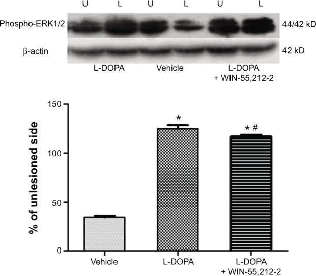 Effects of chronic administration of WIN-55,212-2 on L-DOPA-stimulated ERK1/2 phosphorylation in 6-OHDA-lesioned rats.Notes: Representative Western blots are shown above the quantification of immunoblot results. Note that WIN-55,212-2 substantially blocked L-DOPA-stimulated ERK1/2 phosphorylation. In the three groups of 6-OHDA-lesioned rats, daily injections of vehicle, vehicle plus L-DOPA, or WIN-55,212-2 plus L-DOPA were made for 21 days. At day 22, rats were sacrificed and striatal tissue was dissected for immunoblot analysis. Data area expressed as means ± SEM (n=6 per group). *P<0.05 versus vehicle; #P<0.05 versus vehicle plus L-DOPA.Abbreviations: 6-OHDA, 6-hydroxydopamine; ERK1/2 extracellular signal-regulated kinases 1 and 2; L, lesioned striatum; L-DOPA, L-3,4-dihydroxyphenylalanine; phospho, phosphorylated; SEM, standard error of mean; U, unlesioned striatum.