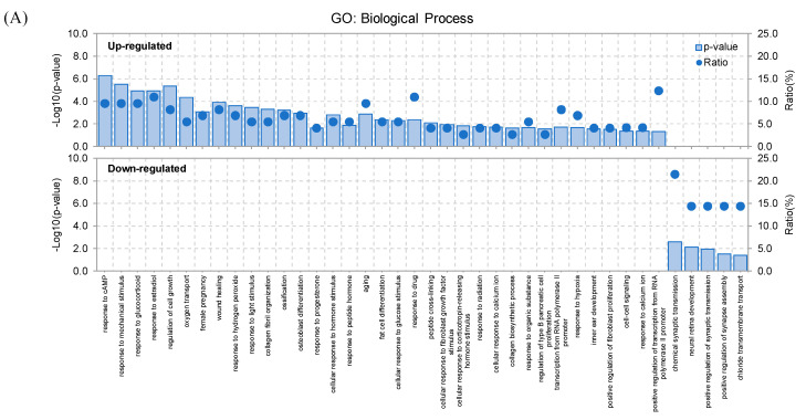 Functional enrichment analysis of up- and down-regulated differentially expressed genes (DEGs) in the striatum (A–D) and whisker follicle (E–H). Gene Ontology (GO) and Kyoto Encyclopedia of Genes and Genomes (KEGG) pathway were analyzed in up- and down-regulated differentially expressed genes (DEGs) using Database for Annotation, Visualization, and Integrated Discovery (DAVID) database. The horizontal axis represents various functional terms, including biological process (BC) (A,E), cellular component (CC) (B,F), molecular function (MF) (C,G), and KEGG pathway (D,H). The vertical axis represents the p-value (−Log10) and ratio (%) of the number genes enriched in GO and KEGG terms.