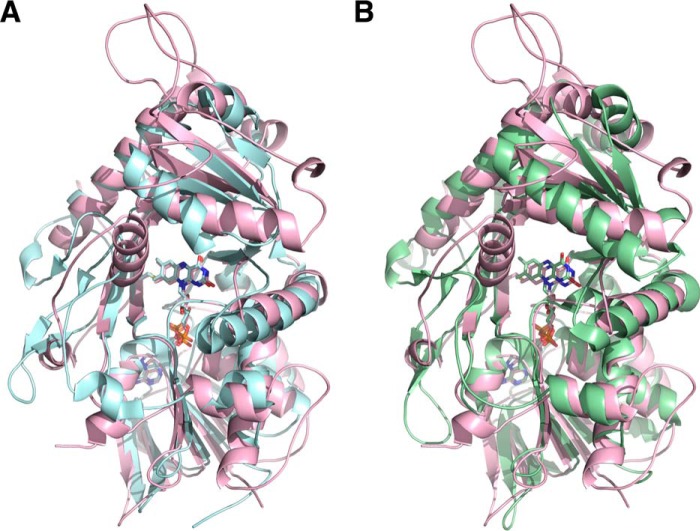 Cartoon representations of the FsqB structure (pink) superimposed on the structure of fructosamine oxidase from A. fumigatus (A, cyan (8)) and the fructosyl peptide oxidase from E. terrenum (B, green (9)).