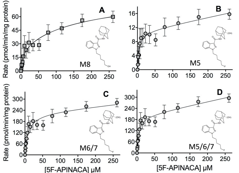 Steady-state kinetic profiles for 5F-APINACA primary metabolites from microsomal reactions. (A) Panel shows the kinetic data for oxidative defluorination of 5F-APINACA into M8 (squares, light gray), while panels in (B,C) reflect results for the early and late eluting monohydroxy adamantyl metabolite isomers M5 and M6/M7 (circles, light gray). (D) Both data sets were combined to generate the kinetic profile and analyzed as a reflection of total monohydroxylation of adamantyl group of 5F-APINACA (circles, light gray). Steady-state reaction conditions and data analyses were carried out as described in Materials and Methods. Each data point is the average of seven replicates from three separate experiments and the displayed curve reflects the best-fit model for the data. The corresponding mechanism and constants are reported in Table 2.