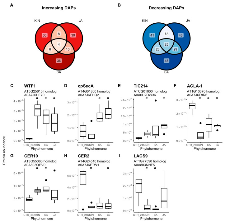 Comparison of differentially abundant proteins (DAPs) in cannabis (Cannabis sativa L.) glandular trichome disc cells when treated in vitro (n = 4) with either kinetin (KIN), jasmonic acid (JA), or salicylic acid (SA). Venn diagrams represent intersecting increasing (A) and decreasing (B) differentially DAPs between KIN, JA, and SA. Key differentially abundant proteins affected by at least two of the phytohormones included those related to plastidial function (C–E), cytosolic acetyl-CoA synthesis (F), and fatty acid metabolism (G–I). Boxplots represent median, interquartile range, maximum, minimum, and outliers (closed circles). Significance (denoted by ⍺) determined by two-sample Student’s t-test (p-value < 0.05) by comparing phytohormone treatments (n = 4) to the control (CTR_24h). Abbreviations: WTF1, WHAT’S THIS FACTOR 1; cpSecA, chloroplastic protein translocase subunit SECA1; TIC214, translocon at the inner envelope membrane of chloroplasts 214; ACLA-1, ATP citrate lyase A-1; CER10, very-long-chain enoyl-CoA reductase; CER2, eceriferum 2; LACS9, chloroplastic long chain acyl-CoA synthetase 9. Listed in titles are protein names, closest arabidopsis homolog, and UniProt accession number.