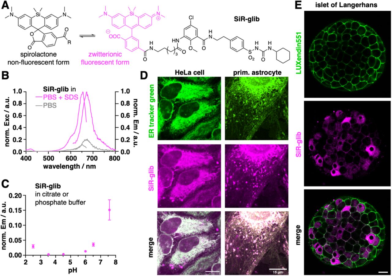 Characterization of SiR-glib.A) SiR-glib may adopt two different isomeric forms, a non-fluorescent spirolactone and an open, fluorescent zwitterionic form. B) Excitation and emission spectra of SiR-glib, showcasing its fluorogenicity by addition of SDS. C) Fluorescence pH dependency of SiR-glib. D) Live cell imaging by confocal microscopy using ER tracker green and SiR-glib in live HeLa cells and live primary astrocytes. E) Live cell imaging by confocal microscopy beta-cell marker LUXendin551 and SiR-glib in live islets of Langerhans. SiR-glib gives rise to stained membrane structures, presumably due to KATP binding. Scale bars = 15 µm.