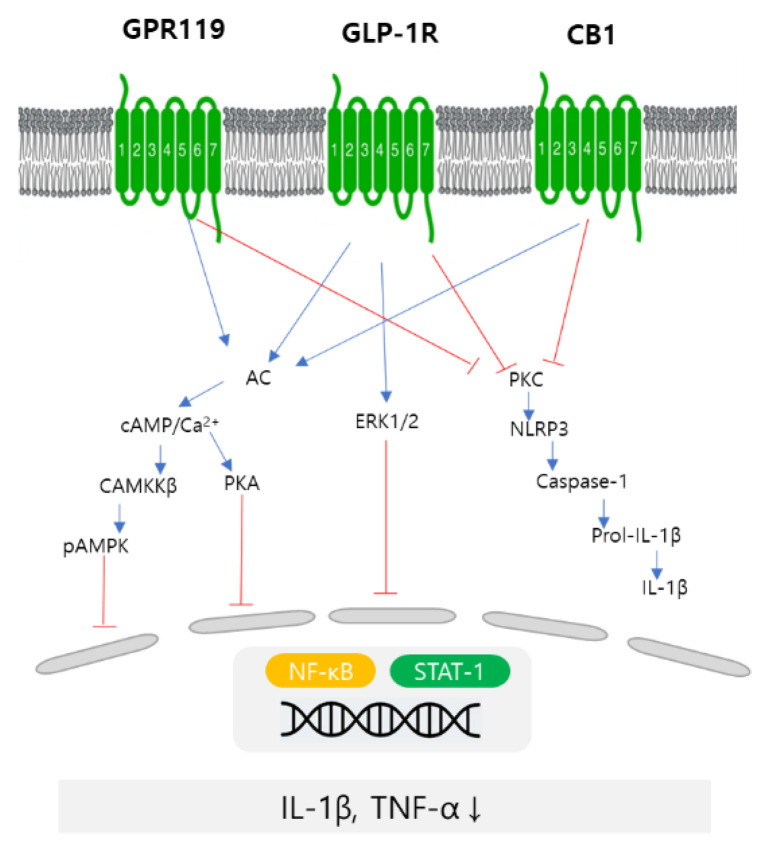 A proposed scheme of the pathway by which NEUROMIDE can inhibit the expression of inflammatory cytokines.