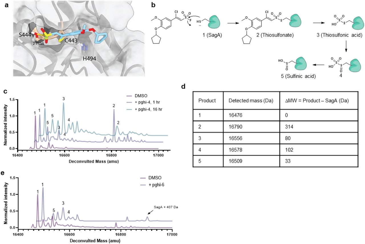 Sulfonyl fluorides are covalent inhibitors of SagA.a, Covalent docking model of pghi-4 to cysteine (C433) of SagA as adduct of vinyl chloride activity. b, Proposed structures of pghi-4-SagA adduct and products of hydrolysis detected by intact protein analysis (ESI). c, Intact protein analysis (ESI) of SagA (10 µM) treated with pghi-4 (50 µM) for 1 or 16 hours at room temperature. Numbers indicate products from scheme (b). d, Table of detected masses of SagA (10 µM) treated with pghi-4 (50 µM) and calculated differences in masses compared to unmodified SagA (ΔMW). e, Intact protein analysis (ESI) of SagA (10 µM) treated with inactive pghi-6 (50 µM) for 1 hr. A minor formation of pghi-6-SagA adduct (SagA+407 Da) and products of hydrolysis were detected: 3, 4 and 5. Numbers indicate products from scheme (b).
