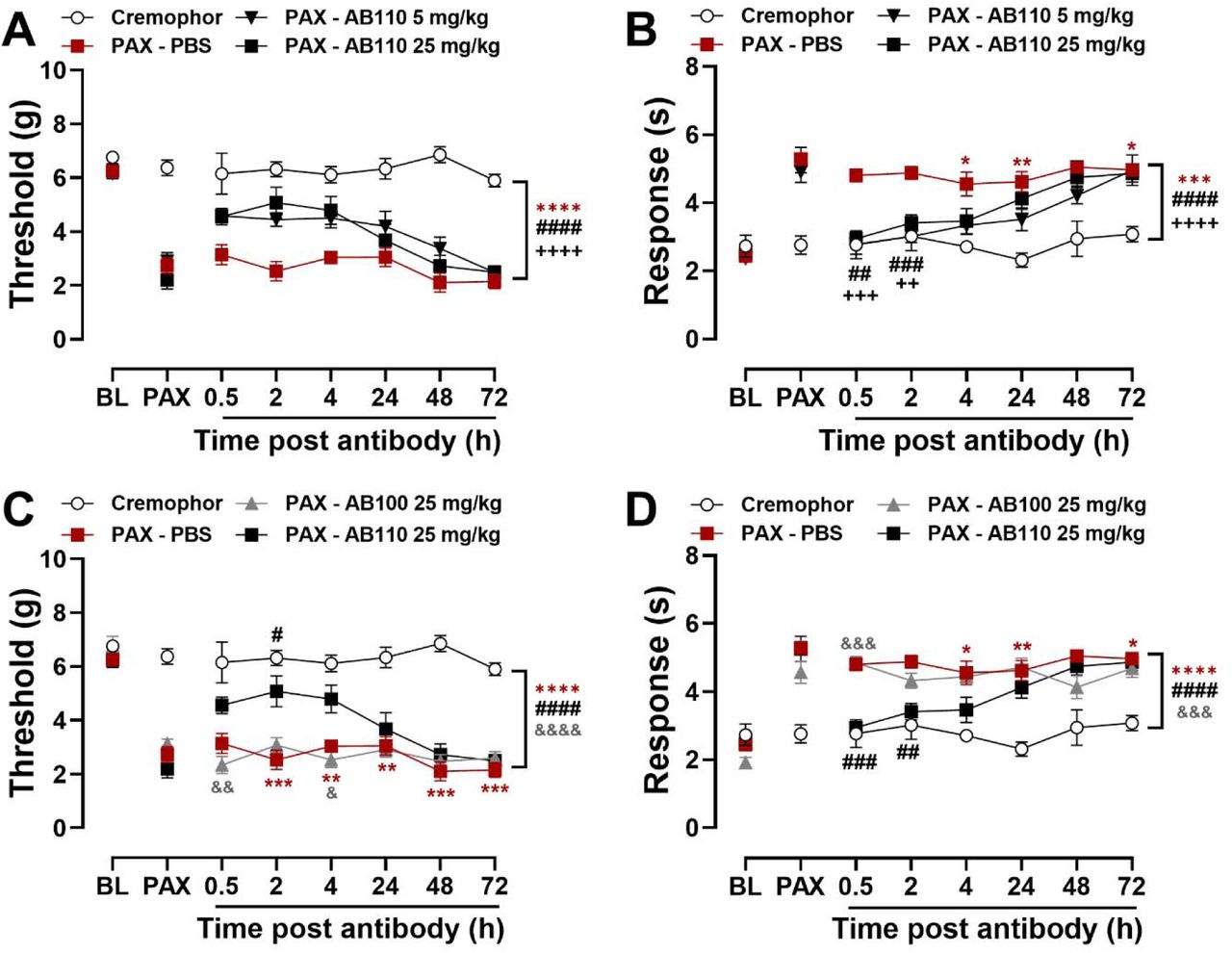 CB2-specific antibody agonist AB110 attenuates paclitaxel-induced mechanical and cold hypersensitivity in female mice. Mice were given AB110 or inactive isotype control AB100 at 14 days post initial paclitaxel dose, when CIPN was established. AB110 (5 and 25 mg/kg, i.p.) attenuated paclitaxel-induced (A) mechanical and (B) cold hypersensitivity. In comparison to inactive antibody AB100 (25 mg/kg, i.p.), AB110 (25 mg/kg, i.p.) attenuated (C) mechanical and (D) cold hypersensitivity induced by paclitaxel. Data show mean (± SEM) (n=3-6). Two-way ANOVA followed by Bonferroni’s post hoc test. Interaction between time and treatment: *P <0.05 **P <0.01, ***P <0.001 Cremophor vs. PAX-PBS; #P <0.05, ##P <0.01, ###P <0.001 PAX-PBS vs. PAX-AB110 5 mg/kg; ++P <0.01, +++P <0.001 PAX-PBS vs. AB110 25 mg/kg. &P <0.05, &&P <0.01 PAX-AB100 25 mg/kg vs. PAX-AB110 25 mg/kg. Brackets show main treatment effect: ***P <0.001; ****P <0.0001 Cremophor vs. PAX-treated groups; Panels A-B: ####P <0.0001 PAX-PBS vs. PAX-AB110 5 mg/kg; ++++P<0.0001 PAX-PBS vs. PAX-AB110 25 mg/kg; Panel C-D: #### P<0.0001 PAX-PBS vs. PAX-AB110 25 mg/kg; &&&P<0.001, &&&&P <0.0001 PAX-AB100 vs. PAX-AB110.