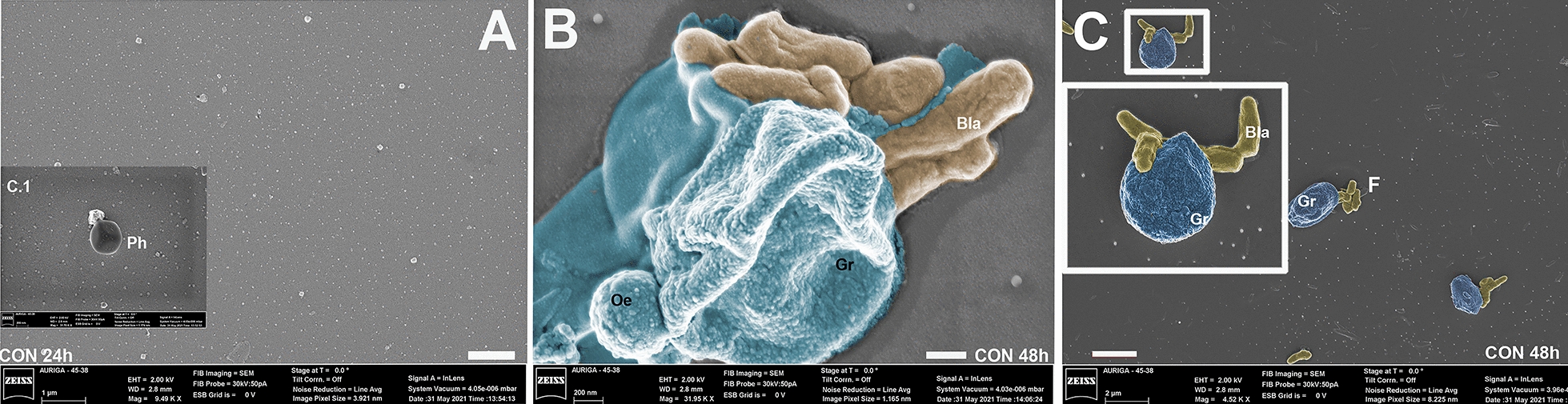 Photomicrography of hemocytes of Aedes aegypti larvae interacting with blastospores (BLA) and conidia (CON) of Beauveria bassiana CG 206 for 24 (A, B) or 48 h (C). Hemocytes nodulation process (Hn); granulocytes (Gr); Oenocytoids (Oe); plasmatocytes (Pl) F = fungus. Bars from figures A and B = 200 nm; bar from figure C = 1 µm