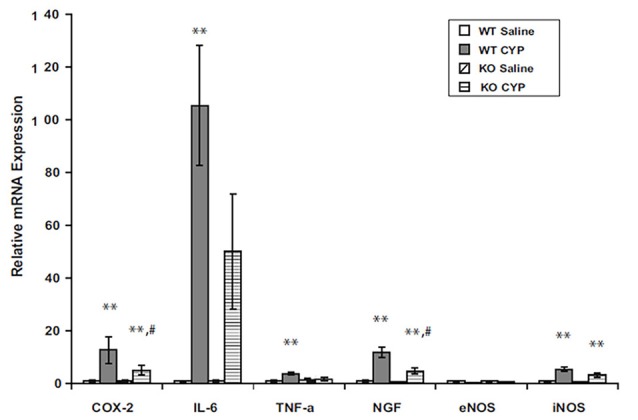 Bladder content of mRNA for inflammatory mediators in male WT and FAAH KO mice treated with saline (controls) or CYP (150 mg/kg) given intraperitoneally 3 h prior to sacrifice. Total bladder RNA was extracted, RT-PCR was performed, and results were normalized to signal for L19, a ribosomal protein. **p < 0.05 CYP vs. saline for each genotype; #p < 0.05 CYP treated KO vs. CYP treated WT; n = 6–8 for each genotype and treatment. Reprinted by permission from the publisher of Journal of Molecular Neuroscience, Nature/Springer/Palgrave; (Wang et al., 2015b).