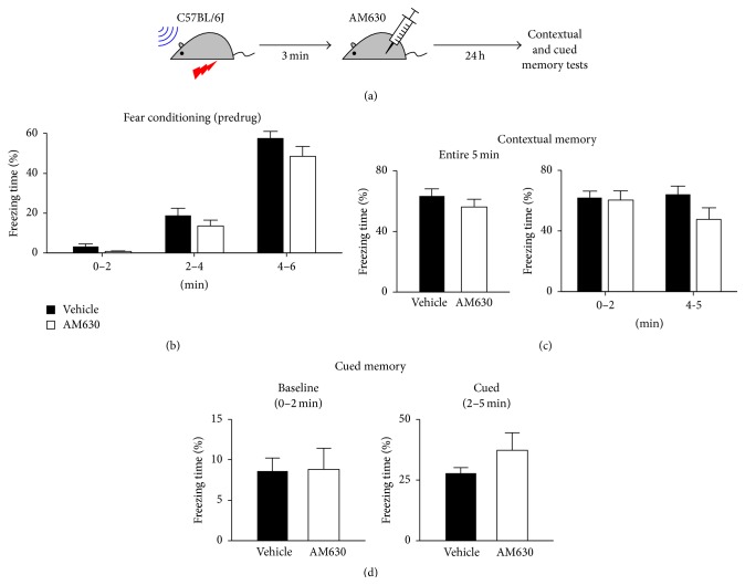 Acute blockade of CB2Rs had little effect on fear memory. (a) Adult male C57BL/6J mice were fear-conditioned with a tone and a foot shock, as illustrated in Figure 1(a). The animals were injected with AM630 (3 mg/kg, i.p.), a CB2R antagonist, 3 min after the conditioning. (b) Baseline freezing behavior of mice during the conditioning session. The mice were randomly divided into two groups for injection with AM630 or vehicle. (c) Contextual fear memory of AM630-treated mice was not significantly different from that of control mice. The freezing time was counted during a 5 min session and also analyzed for the first 2 and the last 1 min of the session. (d) Cued fear memory was not affected by acute treatment with AM630. A tone was presented for 3 min. There was no significant difference in freezing behavior between the two groups either before or during the tone. Error bars represent SEM.