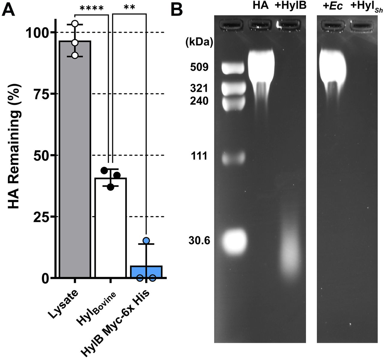 Characterization of purified HylB.(A) Turbidimetric assay of the remaining amount of HA post treatment with E. coli protein lysate, Bovine Hyaluronidase Type I-S, or HylB-Myc-6x His overexpressed and purified from E. coli after a 15 minute incubation at 37°C. Protein concentrations were adjusted based on molecular weight to obtain approximately equimolar amounts to 12.5 µg/mL Bovine Hyaluronidase, with the exception of the mixed soluble E. coli proteins which were used at a concentration of 50 µg/ml. The percentage of HA remaining is based on the BSA negative control. Error bars indicate mean ± SD for three experimental replicates. (B) Agarose gel electrophoresis of a 601 kDa HA fragment digested with recombinant HylB. The 601 kDa HA fragment was incubated overnight at 37°C with either: assay buffer and no enzyme (-); recombinant HylB-Myc-6x His (HylB); soluble E. coli protein; or commercially purchased Streptomyces hyaluronidase (HylSh). Image was captured on a ChemiDoc MP, irrelevant lanes were cropped out as indicated by tool marks, and the levels were adjusted for better visibility with Adobe Photoshop 2022.