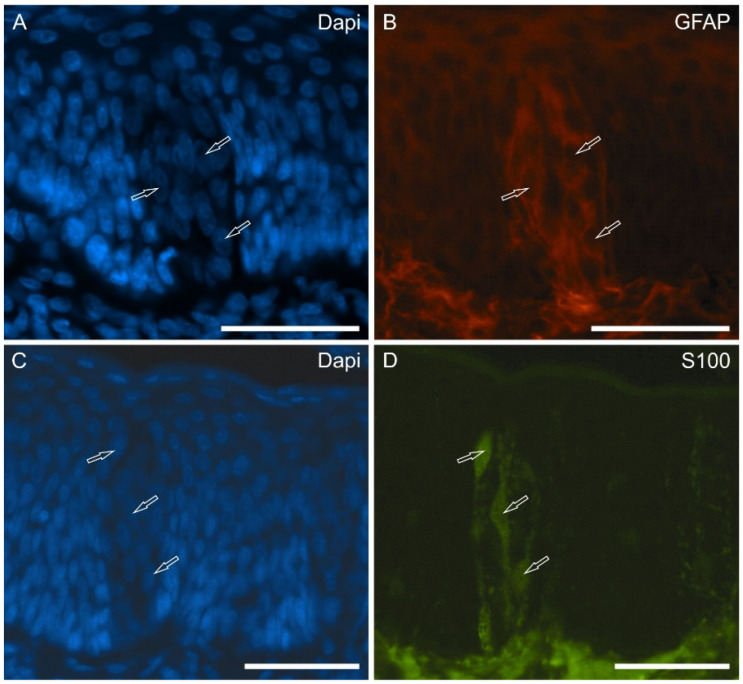 Photomicrographs showing cryosections of the piglet papillae vallatae in which the anti-GFAP and -protein S100 antibodies were applied. The arrows indicate some dapi-labeled nuclei (A,C) of cells belonging to the taste buds which showed faint-to-moderate immunoreactivity for the glial marker GFAP (B) and S100 (D). Scale bar: 50 µm.