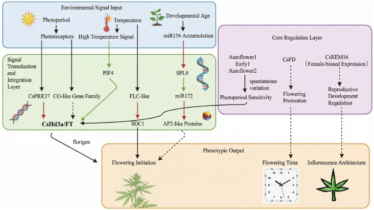 Integration diagram of the core molecular mechanism of hemp flowering regulation. Note: Red arrows indicate inhibition or repression; green arrows indicate promotion or activation; black arrows represent connections or processes. Solid line arrows indicate confirmed or well-established regulatory relationships, while dotted line arrows represent speculated or not fully confirmed relationships.