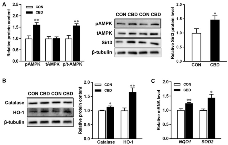 Pure cannabidiol induces phosphorylation of AMPK and upregulates both mitochondrial and antioxidant signaling. (A) Protein contents of p- AMP-activated protein kinase (AMPK), t-AMPK, and sirtuin3 (SIRT3). (B) Protein contents of catalase and heme oxygenase 1 (HO-1). (C) mRNA expression of NAD(P)H quinone dehydrogenase 1 (NQO1) and superoxide dismutase 2 (SOD2). CON: untreated Caco-2 cells; CBD: Caco-2 cells treated with 10 µM cannabidiol (CBD). Mean ± SEM, n = 4, *: p ≤ 0.05; **: p ≤ 0.01.