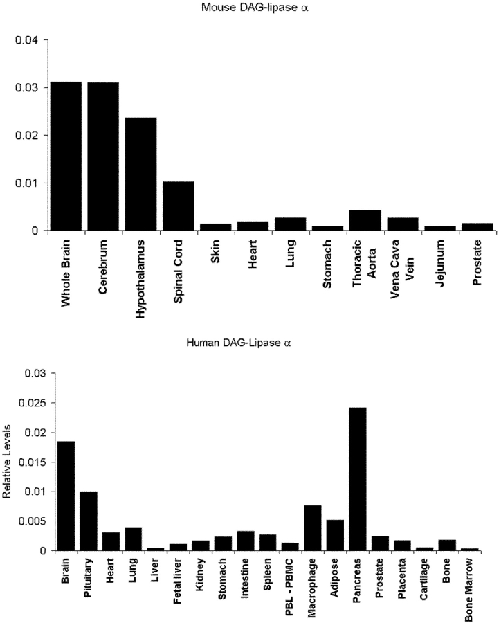 Relative expression of mouse and human DAGLα in various adult tissues. TaqMan RT-RCR was used to measure the relative level of mouse (top) and human (bottom) DAGLα transcripts in various tissues as indicated. In both instances, the number of mRNA copies detected for DAGLα was divided by the number of mRNA copies of GAPDH and β-actin detected in each sample. The average of these two figures are plotted. For the human, data were obtained for two males and two females; there were no obvious gender differences, and the results from all four individuals were pooled.