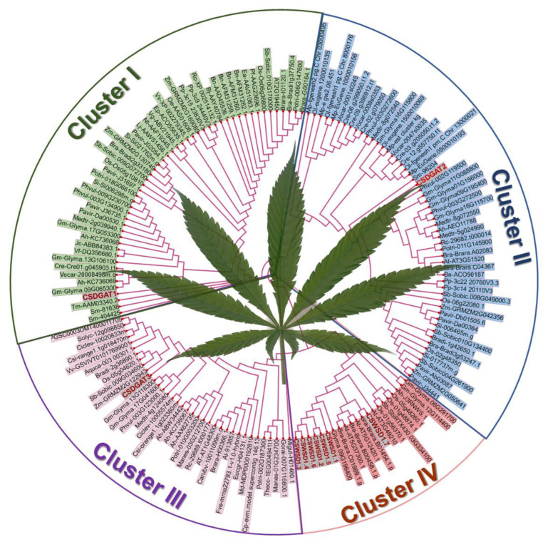 Phylogenetic analysis of CsDGAT gene family. A phylogenetic tree of CsDGAT proteins from C. sativa and other plants was constructed by MEGA 10.0 using full-length protein sequences. Different branches were distinguished with different color shades. CsDGAT proteins were represented by red color. For the description of other species abbreviations involved in the figure, please see Additional Table S1.