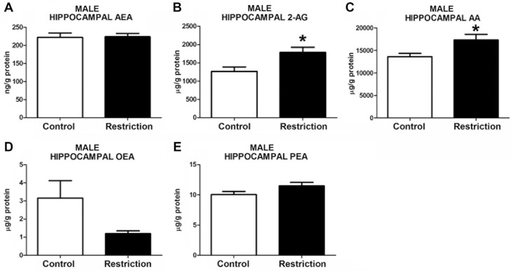 Endocannabinoid and endocannabinoid-related lipid levels in the hippocampus of male offspring at birth.Anandamide (AEA), 2-arachidonoylglycerol (2-AG), arachidonic acid (AA), oleoylethanolamide (OEA) and palmitoylethanolamide (PEA) levels in the hippocampus of male offspring (A-E) from control dams (n = 14) and calorie-restricted dams (n = 18) at birth (open bars and solid bars, respectively). Values are expressed as mean +/- SEM. Data were analyzed by Student´s t-test (A, B, E) or Mann Whitney´s U test (C, D): *p<0.05