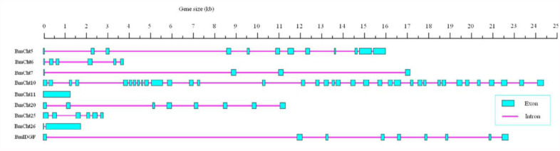 Schematic diagram of exon and intron organization of the chitinase genes from Bombyx mori. High quality figures are available online.