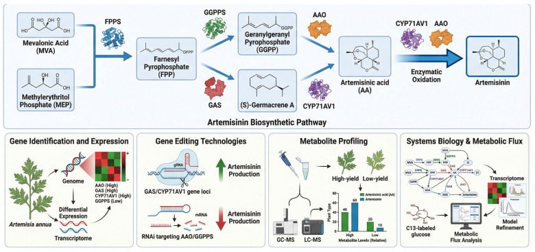 Functional genomics in Artemisia annua for artemisinin production. Schematic representation of the Artemisinin Biosynthetic Pathway and the multi-omics strategies used to optimize its production in A. annua. The upper panel illustrates the biochemical conversion of primary precursors (MVA and MEP) into artemisinin via key intermediates such as FPP, GGPP, and Artemisinic acid. The lower panels highlight the application of Gene Identification, CRISPR-based Gene Editing, Metabolite Profiling (GC-MS/LC-MS), and Systems Biology (C13-labeled flux analysis) to identify high-yield phenotypes and refine metabolic models for improved yield. Elements are represented schematically for conceptual illustration rather than detailed molecular or biochemical mechanisms. Elements in the figure are represented schematically for conceptual illustration only and are not intended to depict all molecular details, enzyme kinetics, stoichiometric relationships, regulatory complexity, or every intermediate step involved in artemisinin biosynthesis and its associated analytical framework. AA, artemisinic acid; AAO, amorphadiene oxidase; CYP71AV1, cytochrome P450 monooxygenase 71AV1; FPP, farnesyl pyrophosphate; FPPS, farnesyl pyrophosphate synthase; GAS, germacrene A synthase; GGPP, geranylgeranyl pyrophosphate; GGPPS, geranylgeranyl pyrophosphate synthase; MEP, methylerythritol phosphate; MVA, mevalonic acid; RNAi, RNA interference.
