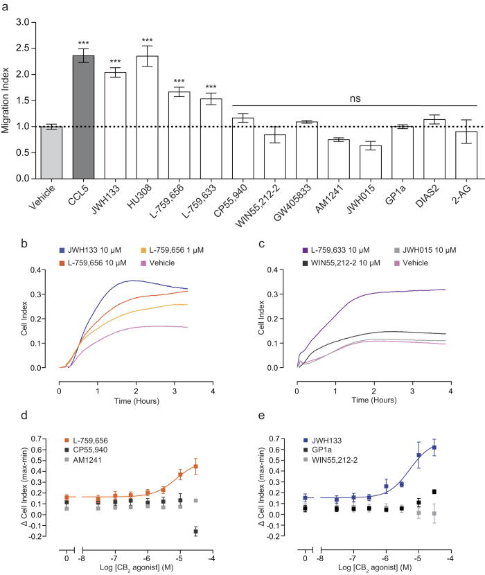 Only a subset of CB2 agonists are primary macrophage chemoattractants. (A-C) Bio-gel elicited murine PECs (4 × 105) were placed into the upper chamber of a CIM-16 plate and allowed to migrate for 3-4 hours at 37 °C, 5% CO2 toward vehicle (0.3% DMSO), 5 nM chemokine or 10 μM cannabinoid. (A) Chemotaxis was measured as maximum cell index minus starting cell index and data are displayed as a fold change compared to cells migrating towards vehicle. Only CCL5, JWH133, HU308, L-759,656 and L-759,633 acted as chemoattractants. 2-AG was used at a concentration of 15 μM. Data are mean ± SEM, n = 3-26 biological replicates with 3-4 technical replicates per condition. (B and C) Representative traces of chemotaxis positive and chemotaxis negative CB2 agonists. Data show mean trace of 3-4 technical replicates per condition. Statistical analysis was conducted by one-way ANOVA with Dunnett’s multiple comparisons correction. ns P > 0.05, *** P < 0.001, comparing all samples to vehicle control. (D,E) Bio-gel elicited PECs (5 × 104) were placed into a 96 well E-plate allowed to adhere for 2-3 hours at 37 °C, 5% CO2. Afterwards, cells were stimulated with either vehicle (0.3% DMSO) or cannabinoid. (D) Concentration response quantification demonstrates that L-759,656 caused cytoskeletal rearrangement in a concentration dependent manner, with an EC50 value of 7.3 μM. In contrast, (D) CP55,940, AM1241, (E) GP1a and WIN55,212-2 failed to elicit a response at any concentration (JWH133 curve is shown for comparison). Data are mean ± SEM, n = 3 biological replicates with 2-3 technical replicates per condition.