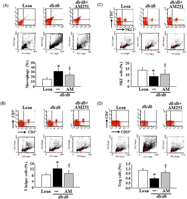 Flow cytometry analysis of the macrophages, T helper cells, NKT cells, and Treg cells in the Lean control mice and db/db mice treated with or without 5 mg/kg AM251. HMNCs were isolated from fresh liver tissues of mice before the execution of flow cytometry analysis. The axes on the flow cytometry dot‐plots were labeled at trapezoid shape with black color or round shape with red color. The expression of F4/80, CD3+CD4+, CD3+NK1.1+, and CD4+CD25+ was presented as a percentage of macrophages, T helper cells, NKT cells, and Treg cells, respectively. *P < .05 vs Lean control mice (n = 8); † P < .05 vs db/db mice (n = 8). HMNC, hepatic mononuclear cell; NKT, natural killer T; Treg, regulatory T