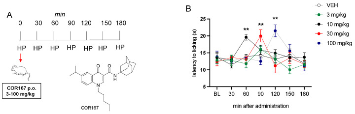 Analgesic activity of COR167 in acute thermal pain. (A) Administration and test schedule. (B) Dose-response curve for the analgesic activity of COR167 (3–100 mg/kg p.o.) in the hot plate test. ** p < 0.01 versus the before-treatment licking latency values (BL).
