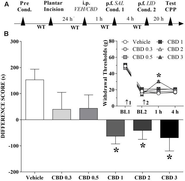 Cannabidiol may reduce (low doses) or invert (higher doses) the conditioned place preference (CPP) induced by peripheral nerve block. (A) Time line of the protocol for the experiments, (B) Peripheral nerve block produced significant CPP in incised rats pretreated intraperitoneally (i.p.) with vehicle (VEH; n = 16). CBD (0.3 and 0.5 mg/kg) reduced, and CBD (1 to 3 mg/kg) completely inverted, the CPP induced by peripheral nerve block (n = 9–12). One-way ANOVA with Dunnett’s test. The insert shows the time-course of changes in the WT measured in the operated hind paw of the rats. Arrows 1 and 2 indicate the times of surgery and injection, respectively. In rats with incisions, administration of vehicle and low doses of CBD had no effect on mechanical allodynia and its reversal by peripheral nerve block with lidocaine (LID) injected into the popliteal fossa (p.f.) of the injured limb. SAL, saline. Two-way ANOVA with Dunnett’s test: ∗p < 0.05 compared with vehicle. Data are means ± SEMs.