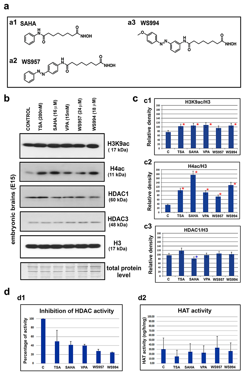 The epigenetic patterns were examined in embryonic and adult mouse brains using Western blot analysis. The effects of the HDAC inhibitors TSA and SAHA and two new photo-switchable SAHA analogs (WS957 and WS994) were tested.(a) The formulas of (a1) SAHA, (a2) WS957, and (a3) WS994. (b) Western blot analysis was performed to determine the levels of H3K9ac, H4ac, HDAC1, HDAC3, and total histone H3 in the following samples: control non-treated E15 brains and E15 brains treated with TSA, SAHA, VPA, WS957, or WS994. (c) The quantification of the data shown in panel b showing the normalized results of the Western blot data to demonstrate the levels of (c1) H3K9ac, (c2) H4ac, (c3) HDAC1 with reference to the level of total histone H3. The bar charts show the means ± standard errors. The quantification of the protein levels was performed using ImageJ software. (d) The total (d1) HDAC activity (an inhibition of HDACs activity is shown) and (d2) HAT activity was evaluated after treatment of the E15 brains with the various HDAC inhibitors