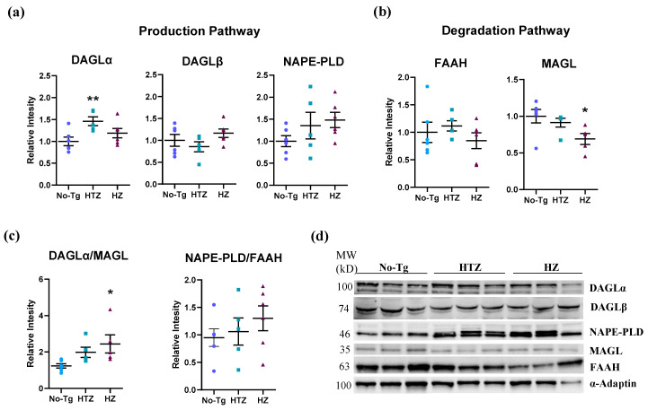 Production and degradation pathways in 5xFAD transgenic mice. Bar charts in (a,b) represent the quantification of western blot membranes (d) after incubating with anti-diacylglycerol lipase alpha (DAGLα), DAGLβ, N-acyl phosphatidylethanolamine-specific phospholipase D (NAPE-PLD), fatty acid amide hydrolase (FAAH), and monoacylglycerol lipase (MAGL) antibodies and normalized with α-adaptin. Bar charts in (c) are the ratio between DAGLα and MAGL and between NAPE-PLD and FAAH, both previously normalized with α-adaptin. We performed the Western blot analysis on hippocampus homogenates. The blots shown in (d) are a representation of all the bands (see Figures S2 and S4, for additional information), resulting from three out of six independent samples (three out of five for the HTZ group). Molecular weights (MW) are indicated in kilodaltons (kDa). One-way ANOVA and Tukey’s test were performed: (*) p < 0.05 and (**) p < 0.01 vs. No-Tg group. Histograms represent the mean ± SEM (n = 6).