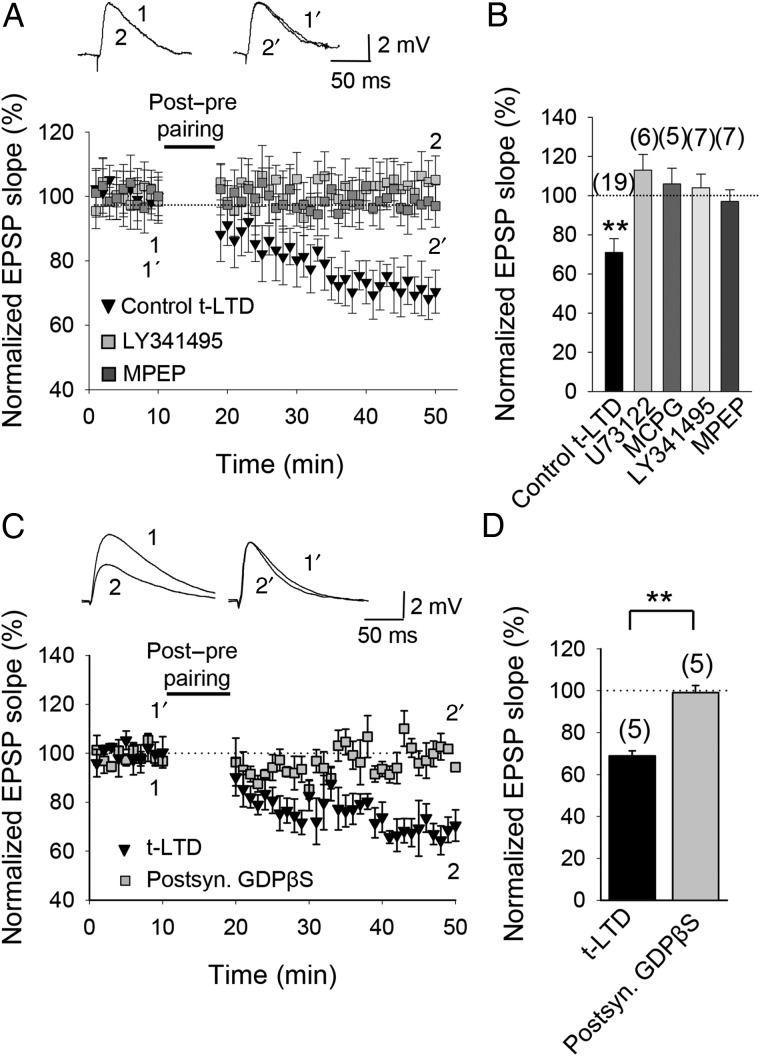 Metabotropic glutamate receptor involvement in t-LTD. (A) t-LTD requires mGlu5 receptors and PLC signaling. The EPSP slopes monitored in control slices (black symbols) and in slices treated with the mGluR antagonist LY341495 (gray symbols) or the mGlu5 receptor antagonist MPEP (dark gray symbols) following post-before-pre pairing. Inset, Traces show EPSP before (1 and 1′) and 30 min after (2 and 2′) pairing in slices treated with LY341495 (1 and 2) and in slices treated with MPEP (1′ and 2′). (B) Summary of results. (C) t-LTD requires activation of postsynaptic metabotropic receptors. Time course of t-LTD induction in control conditions (black symbols) and with the postsynaptic neuron loaded with GDPβS. Inset, Traces show EPSP before (1 and 1′) and 30 min after pairing (2 and 2′) in control slices (1 and 2) and with the postsynaptic neuron loaded with GDPβS (1′ and 2′). (D) Summary of results. Error bars are SEM. **P < 0.01, unpaired Student's t-test. The numbers of slices are shown in parentheses.
