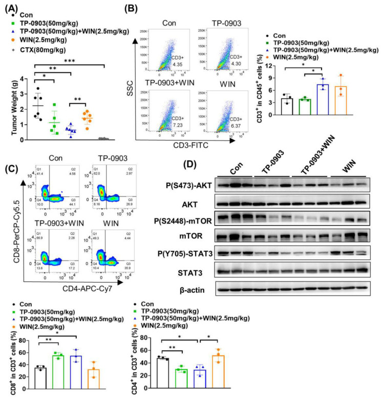 The anti-tumor activity of AXL inhibitor plus WIN55212-2 treatment in the MC38 cell xenograft mice. C57BL/6J mice were injected subcutaneously in the right flank with MC38 colon cancer cells at a density of 2.5 × 105 and treated with 50 mg/kg TP-0903 alone or in combination with WIN55212-2 (2.5 mg/kg, i.p.) every two days. CTX (80 mg/kg) was injected once as a control group. (A) The tumor weight of individual mice was detected at the end of the experiments. The infiltration of T lymphocytes in the tumor tissues was evaluated by flow cytometry. The percentages of CD3+ cells in CD45+ cells (B), CD8+ cells in CD3+ cells and CD4+ cells in CD3+ cells (C) infiltrating tumor sections were shown in the diagram. (D) The expressions of Ser473-phosphorylated AKT (p-AKTSer473), Ser2448-phosphorylated mTOR (p-mTORSer2448), Tyr705-phosphorylated STAT3 (p-STAT3Tyr705), AKT, mTOR and STAT3 in tumor tissues were evaluated by Western blot analysis. * p < 0.05, ** p < 0.01, *** p < 0.001 indicate a significant difference.