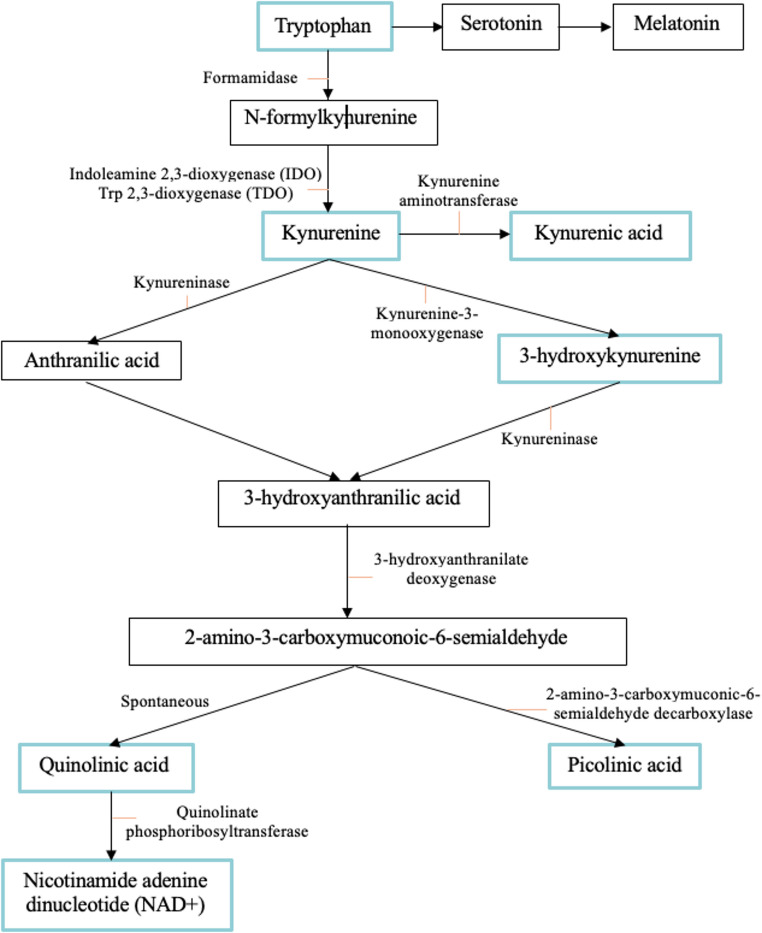 The kynurenine pathway. The metabolic pathways by which tryptophan (Trp) is degraded into either serotonin or kynurenine (KYN). Metabolites measured in the present study are boxed in blue