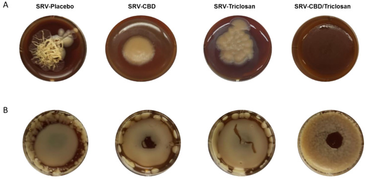 Prolonged inhibitory effect on agar. (A) C. albicans hyphae initiation and development on agar for 14 days with the presence of SRV formulations. (B) Fungal biofilm formation for 14 days on agar with the presence of SRV formulations. SRV-placebo served as control. Assay was performed in triplicate.