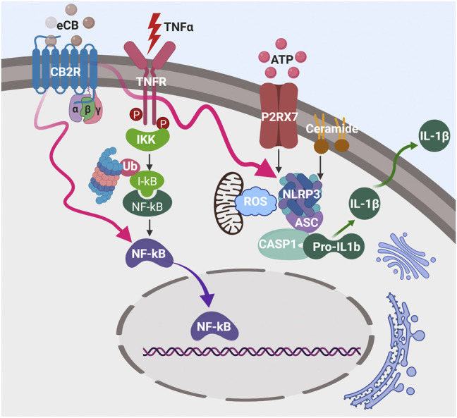 Activation of plasma membrane CB2R pathway inhibits NLRP3 inflammasome complex and NFκB activation (red wavy arrows) during inflammation that is initiated by TNFα, ATP, and ceramide, thereby reduces IL-1β secretion.