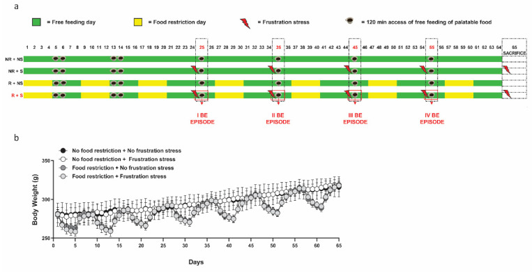Schematic representation of BE model (a). Mean ± SEM (b) of body weight (grams) for the entire duration of the study; n = 6 per group. NR + NS: Non-restricted and Non-stressed rats; NR + S: Non-restricted and Stressed rats; R + NS: Restricted and Non-stressed rats; R + S: Restricted and Stressed rats.