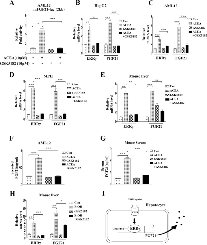 GSK5182 inhibits ACEA-mediated induction of FGF21 gene expression.(A) AML12 cells were transfected with mFGF21-Luc and treated with ACEA (10 μM) for 3 h with or without GSK5182 (10 μM). (B–D) HepG2 cells, AML12 cells, and mouse primary hepatocytes (MPH) were treated with ACEA (10 μM) for 3 h with or without GSK5182 (10 μM). (E and G) GSK5182 (40 mg/kg) was administrated to male C57BL/6J mice (n = 3–4 per group) daily by intraperitoneal injection for 4 days. ACEA (10 mg/kg) was also given by intraperitoneal injection daily during the final 3 days. (A–D) FGF21 and ERRγ mRNA levels were measured by qPCR analysis and normalized to actin mRNA levels. (F) AML12 cells were treated with ACEA (10 μM) for 3 h with or without GSK5182 (10 μM). Culture media was recovered for FGF21 secretion analysis. (G) Male C57BL/6J mice (n = 3) were treated with ACEA (10 mg/kg) with and without GSK5182 (40 mg/kg) daily for 3 days. Serum was analyzed for FGF21 secretion. (H) Male C57BL/6J mice (n = 5 per group) were fed an alcohol-containing diet for 4 weeks and GSK5182 (40mg/kg once daily) was given by oral gavage for the final 2 weeks of alcohol feeding. (I) Schematic diagram of ERRγ-mediated FGF21 gene expression. GSK5182 inhibits activation of FGF21 gene expression and FGF21 secretion mediated by increased ERRγ caused by activation of the hepatic CB1 receptor. All data are the means ± standard errors for at least three independent experiments. *p < 0.05; **p < 0.01; ***p < 0.001 by one-way ANOVA.