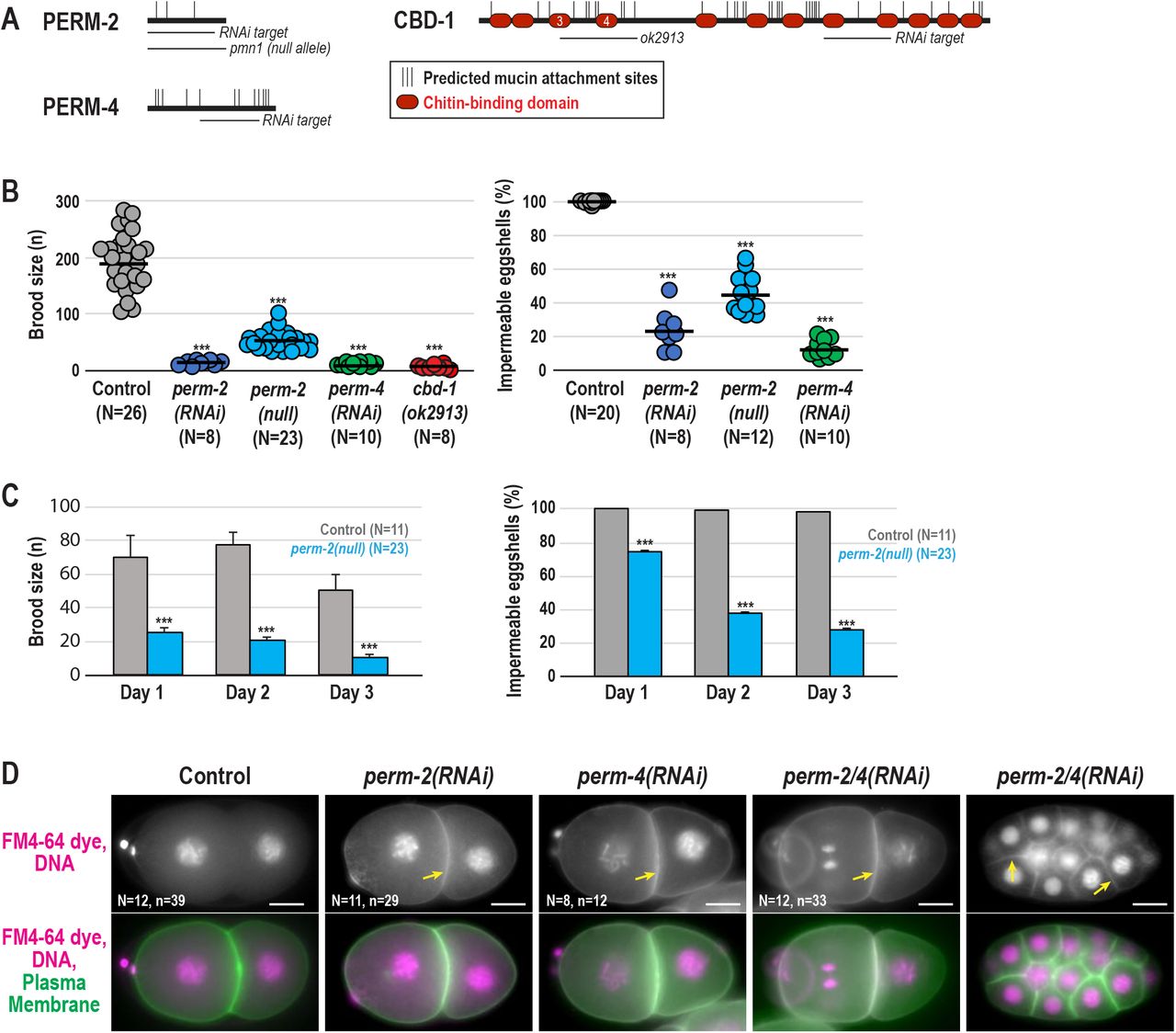 PERM-2 and PERM-4 are required for eggshell integrity.(A) Schematic representations of PERM-2, PERM-4 and CBD-1 showing the location of predicted O-linked mucin attachment sites (thin vertical black lines), chitin-binding domains (red ovals), deletion allele, and target regions for dsRNA-mediated interference (RNAi). Chitin-binding domains 3 and 4 of CBD-1 are disrupted by the in-frame ok2913 deletion allele. (B) Left, brood size counts calculated as the number of hatched progeny from a single worm over a three-day laying period. Right, eggshell impermeability represents the fraction of embryos laid by a single adult that were able to exclude Nile Blue dye. (C) Progressive penetrance in the perm-2(null) strain (blue bars) of defects in average brood size (left) and ability to produce impermeable eggshells (right) for three successive days after initial plating of L4-stage worms, compared to controls (gray bars). For all graphs, data were pooled from 2-3 independent experiments per condition. Control worms were either N2 wild-type worms (deletion allele experiments) or injected with him-8 dsRNA (RNAi experiments); control data were pooled since brood size means and standard errors were similar (198±16 N2 N=11 vs. 188±13 him-8 dsRNA N=15). N=number of adults, n=number of hatched larvae. Horizontal black bars in (B), means. Error bars in (C), standard error of the mean (SEM). ***, p<0.0001 compared to controls by unpaired student’s t-test with unequal variance. (D) Widefield fluorescence images of control and RNAi-treated embryos expressing mCherry-tagged histone H2B (magenta) and a GFP-tagged plasma membrane marker (green) that were dissected into FM4-64 dye (magenta). Arrows highlight plasma membrane stained with FM4-64 dye in permeable embryos. Multicellular embryo shown for perm-2/4(RNAi) highlights its ability to complete multiple divisions before arresting. N=number of dissected adults, n=number of embryos. Scale bars, 10um.