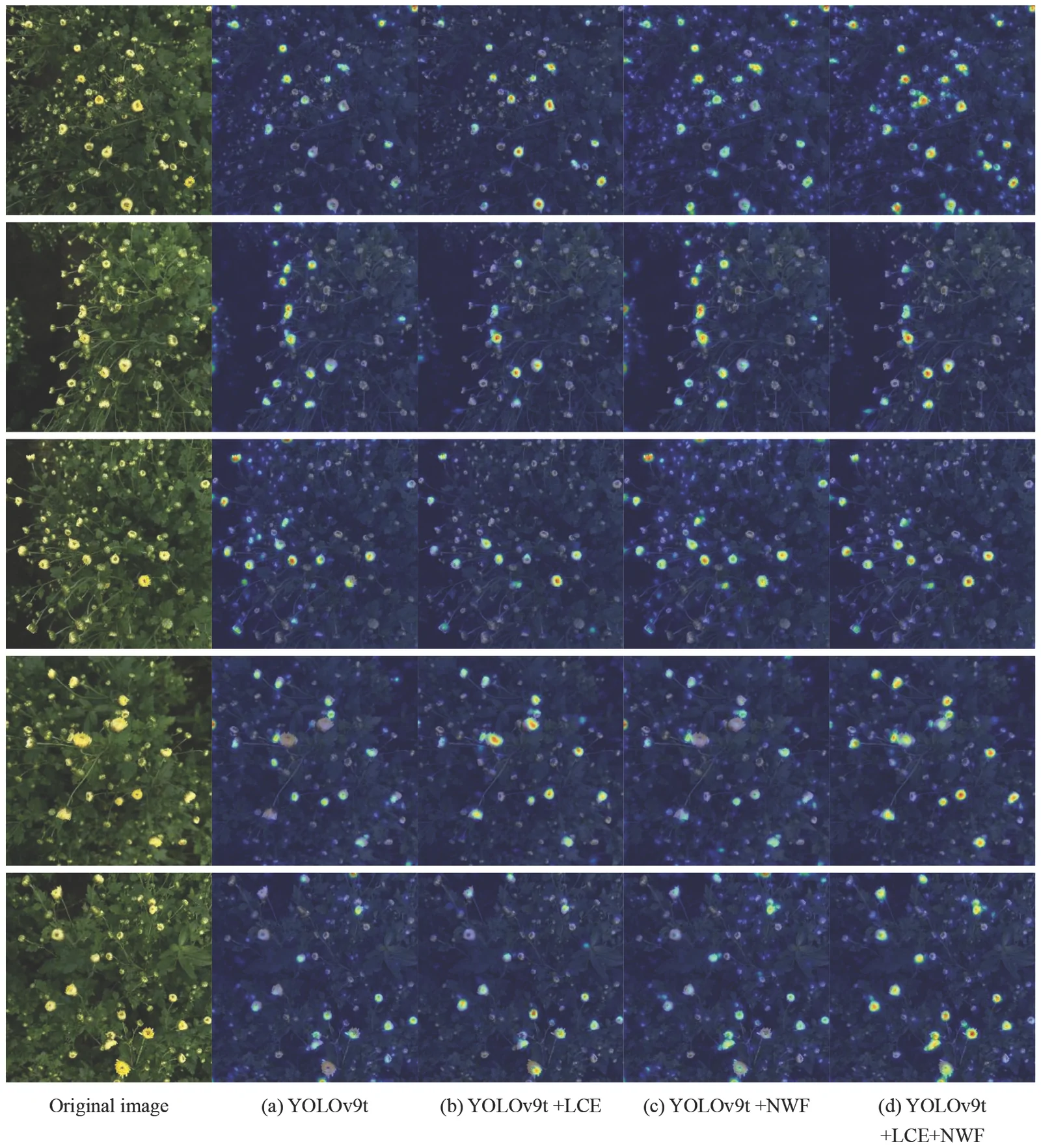Five rows of microscopic images show plant structures with circular features, progressing from left to right. The leftmost column shows the original green-tinted images, while the four columns to the right in each row present analysis results under different YOLOv9t model variations with blue heatmaps highlighting detected features. Comparison illustrates detection differences between YOLOv9t, YOLOv9t plus LCE, YOLOv9t plus NWF, and YOLOv9t plus LCE and NWF methods.