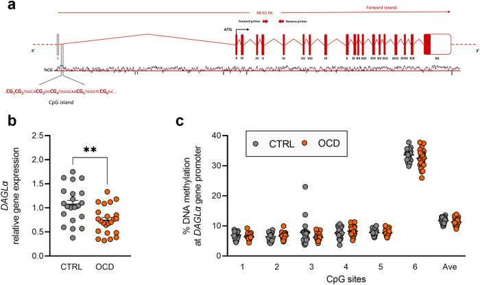 DAGLα expression and regulation in human PBMCs.a Schematic representation of human DAGLα gene. ATG is the translation start site: filled boxes represent the exons’ translated sequence. In the lower part is shown the CpG island with their sequences and the position of the CpG sites under study. In the upper part are shown the location of primers used for mRNA quantification. b DAGLα relative gene expression in human PBMCs from patients diagnosed with OCD and healthy subjects (CTRL). Scattered plots represent individuals’ mRNA abundance calculated by the Delta-Delta Ct (ΔΔCt) method. **p < 0.01 Mann–Whitney test. c % of DNA methylation represented as scattered dot plots for the individual CpG sites under study as well as for the average (Ave) of the 6 CpG sites under study. Values are reported in Supplementary Table 8.