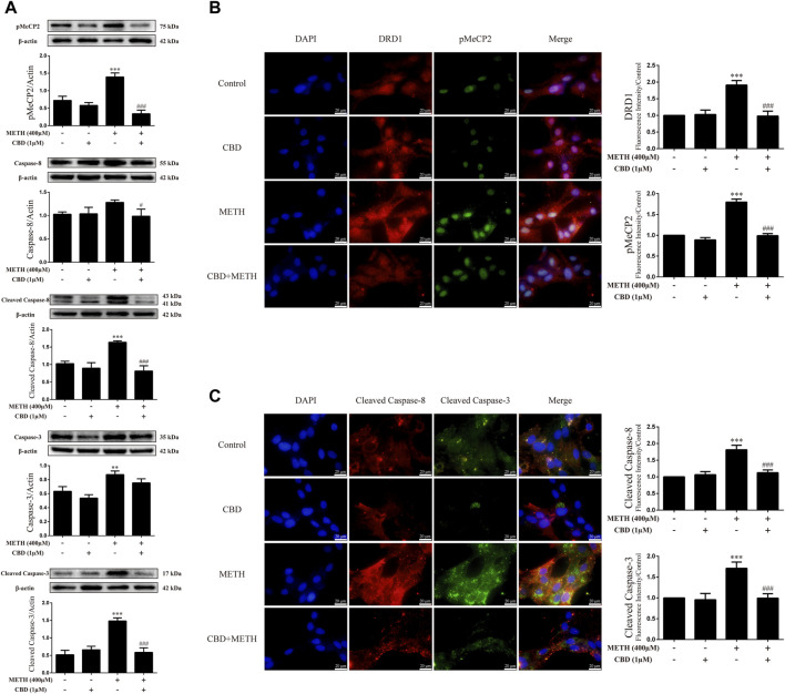 Protein levels and colocalization in neurons incubated with CBD and/or METH. (A) Levels of pMeCP2 and apoptosis-related proteins. (B) DRD1 and pMeCP2 levels and their colocalization. (C) Cleaved caspase-8 and cleaved caspase-3 levels and their colocalization. ** p < 0.01 or *** p < 0.001 compared with control group, # p < 0.05 or ### p < 0.001 compared with METH group; Tukey HSD post-hoc comparison after significant ANOVA.
