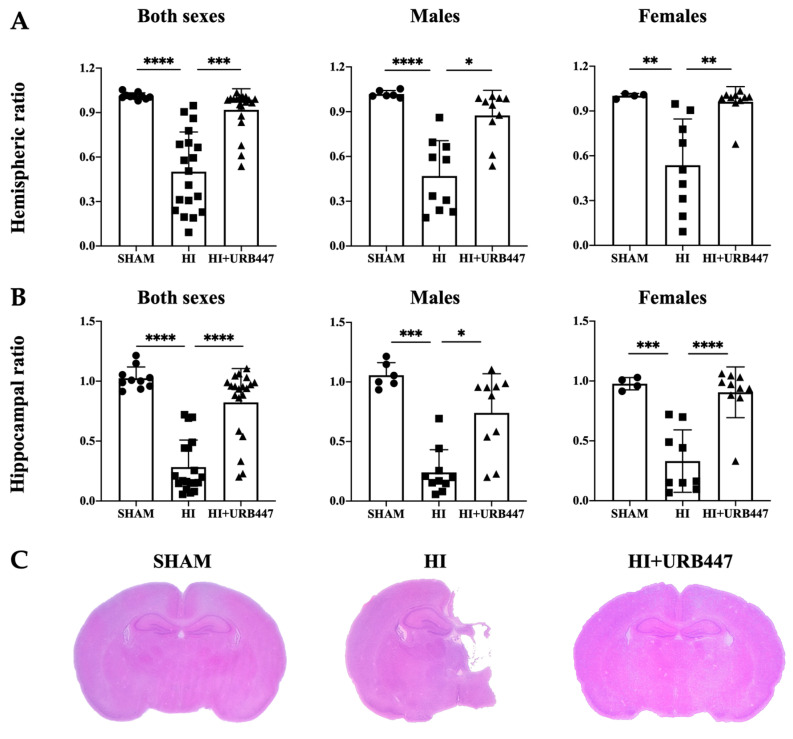 Effect of HI and URB447 treatment on (A) hemispheric and (B) hippocampal ratios from neonatal rats. Data analysis was first performed in both sexes together and then in males and females separately. HI reduced the hemispheric and hippocampal ratios, but subsequent URB447 treatment restored ratios to sham-like values in all cases. * p < 0.05; ** p < 0.01; *** p < 0.001; **** p < 0.0001 vs. HI. Representative low-magnification photographs (C) of brain sections from sham, HI and HI+URB447 treated animals. H&E staining.