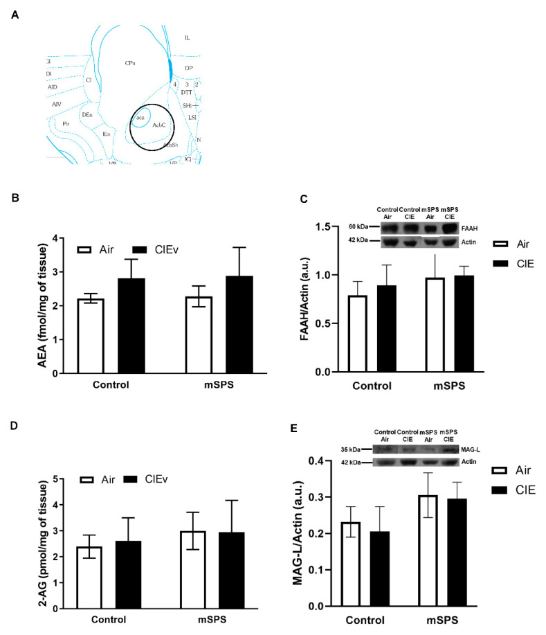 Anandamide (AEA) and 2-arachidonoylglycerol (2-AG) contents, fatty acid amide hydrolase (FAAH) and monoacylglycerol lipase (MAG-L) levels in the nucleus accumbens (NAc) after mSPS/Control or Air/CIE exposures. (A) Schematic of coronal slice where NAc tissue punches were taken bilaterally (adapted from [58]). Average (B) AEA content (Control-Air: n = 3; Control CIE: n = 5; mSPS-Air: n = 6; mSPS-CIE: n = 6) and (C) FAAH levels (Control-Air: n = 7; Control CIE: n = 4; mSPS-Air: n = 5; mSPS-CIE: n = 8) (Inset: representative immunoblotting sample images) did not change among groups after mSPS/Control or Air/CIE exposures. The average (D) 2-AG content (Control-Air: n = 3; Control CIE: n = 6; mSPS-Air: n = 6; mSPS-CIE: n = 7) and the average (E) MAG-L levels (Control-Air: n = 7; Control CIE: n = 4; mSPS-Air: n = 5; mSPS-CIE: n = 8) (Inset: representative immunoblotting sample images) did not change among groups after mSPS/Control or Air/CIE exposures. Data are mean ± SEM.