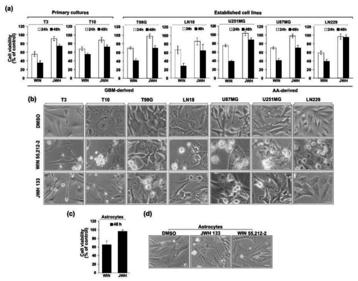 Effect of synthetic cannabinoids WIN55,212-2 or JWH133 on the viability and morphology of glioblastoma cells (a,b) and normal human astrocytes (c,d). (a,c) Cell viability was determined 24 h and 48 h after exposure to cannabinoids using MTT metabolism test. Results are expressed in values relative to DMSO-treated control cells, as the mean ± SEM of at least three independent experiments (each in triplicate). (b,d) Phase-contrast micrographs show control glioblastoma cells and normal human astrocytes (treated with 0.1% DMSO) with a flattened appearance and typical changes in cellular morphology after 36 h—exposure to 15 µM WIN55,212-2 or 10 µM JWH133. Note the retraction of cell extensions, cell shrinkage, cell membrane blebbing, and the formation of apoptotic bodies upon exposure to cannabinoids, as well as extensive cytoplasm vacuolization in WIN55,212-2-treated cells. Scale bars correspond to 40 µm in T3, T10 cells, and astrocytes, and to 20 µm in established glioma cell lines.
