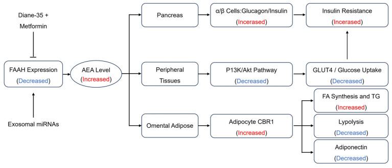 The effect of FAAH/AEA on insulin resistance and metabolic disorders in PCOS patients treated with or without Diane-35 and metformin.