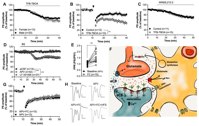 Enhanced glutamatergic signaling may underly the facilitation of HFS-LTD. (A) Inhibition of astrocytic glutamate uptake produced synaptic depression in brain slices from both male and female rats. (B) Slices pretreated with TFB-TBOA were more susceptible to HFS-LTD. (C) TFB-TBOA did not influence the synaptic depression induced by the CB1R agonist. (D) Neither the mGluR2/3 antagonist LY 341495 nor the NMDA receptor antagonist APV prevented the synaptic depression induced by FC. (E) The PPR was significantly enhanced by FC in slices pretreated by FC. (F) Schematic drawing depicting a putative mechanism for how astrocytes may regulate eCB signaling. Inhibition of astrocyte function not only results in impaired glutamate clearance and reduced release of the substrate glutamine, but also the reduced release of gliotransmitters and bioactive molecules, including kynurenic acid, which normally would suppress NMDA receptor activation. Increased levels of glutamate in combination with reduced inhibition of NMDA receptors could lead to increased postsynaptic activation of glutamatergic receptors, resulting in increased postsynaptic calcium, which would promote eCB production and release. (G) APV blocked the ability of FC to promote HFS-LTD. (H) Example traces demonstrating evoked potentials at baseline and following APV (upper traces) and in other slices during incubation in APV + FC followed by HFS (lower traces). Calibration: 0.2 mV, 2 ms. Data are presented as mean values ± SEM. n = number of recordings, taken from at least four animals. Arrows mark time-points for HFS. ** p < 0.01; *** p < 0.001.
