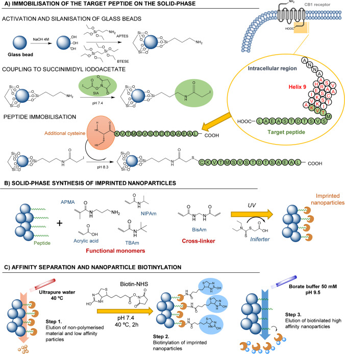 Schematic representation of the entire protocol employed to synthesise biotinylated molecularly imprinted nanoparticles