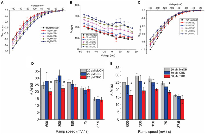 Effects of CBD and THC on HCN1 do not require the CNBD. (A) Current-voltage (I/V) relationship of HCN1ΔCNBD in the presence of increasing concentrations of CBD normalized to maximal current (IWT(−160mV)) (4 < n < 13 per condition; P < 0.05 for 20–50 μM). (B) Deactivation time constant (τ) kinetics of HCN1ΔCNBD following treatment with CBD (4 < n <10 per condition; P < 0.05 for 20–50 μM). (C) Current-voltage (I/V) relationship of HCN1ΔCNBD in the presence of increasing concentrations of THC normalized to maximal current (IWT(−160mV)) (4 < n <12 per condition; P < 0.05 for 10–50 μM). (D,E) THC reduces the degree of HCN1ΔCNBD hysteresis at fast ramp speeds, with a greater range of ramp speeds affected as THC concentration increases. CBD did not affect HCN1ΔCNBD hysteresis (3 < n <10 for each condition; *P < 0.05).