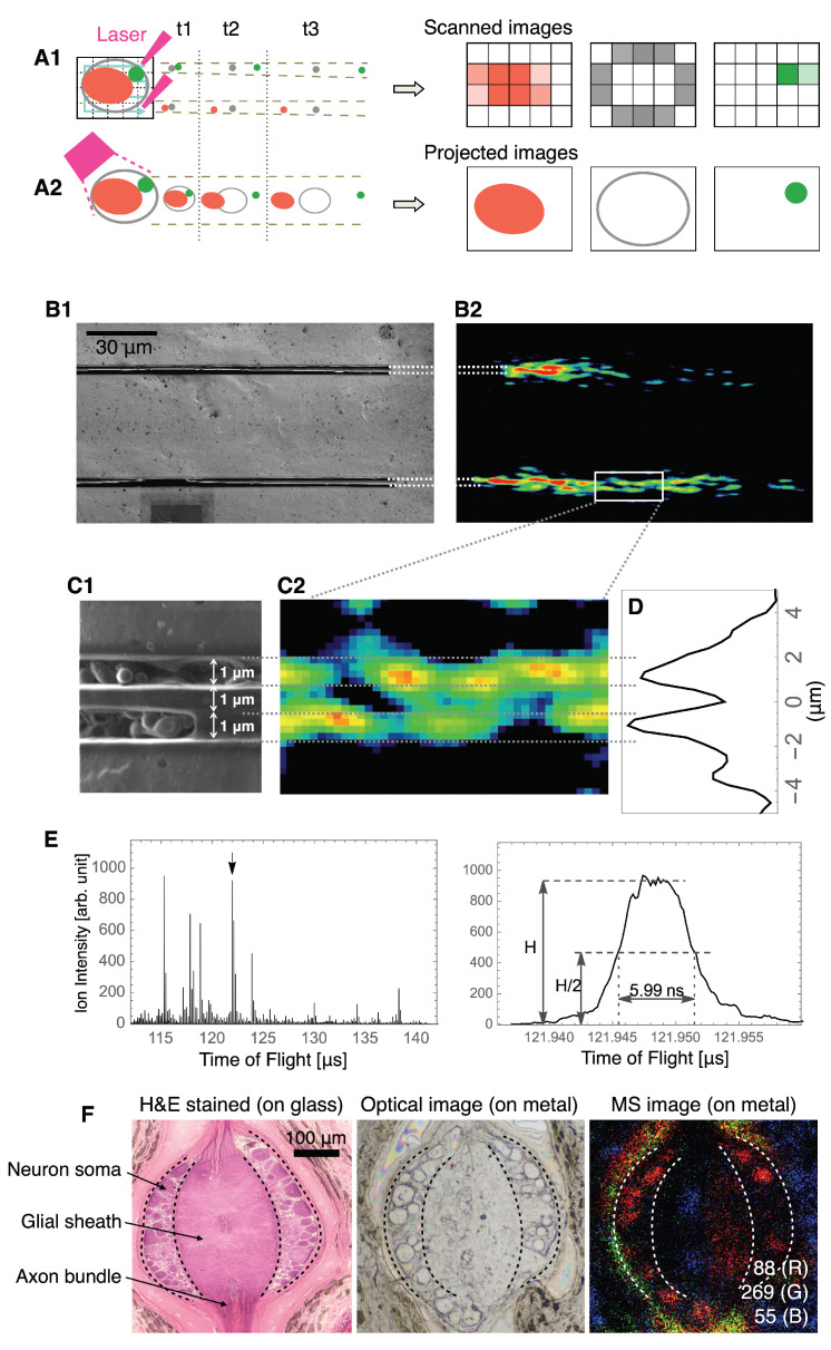 Ion flight mode and spatial/mass resolution in STCM IMS. (A) Schematic diagrams for the flight mode of ions in STCM IMS and the conventional scanning-type IMS. (A1) depicts the ion flight mode for conventional scanning-type IMS and (A2) depicts the ion flight mode for STCM IMS. Red, green, and gray spots indicate the distribution patterns of three ionized molecules that possess different masses. Distances among different color spots in t1, t2, and t3 indicate differences in flight times based on the unique mass value assigned in each ionized molecule. On the right, three images created by the conventional scanning-type IMS (upper three) and by STCM IMS (lower three) are shown. (B) Electron microscope images of physicochemical test lines for spatial resolution. Two 1 µm wide metal slits, each painted with crystal violet, were placed 1 µm apart (B1). Ions extracted from crystal violet were visualized as two separate lines (B2). (C) Enlarged view of the test lines (C1) and magnified MS signals (C2) taken from the portion enclosed by the yellow box in B2. (D) Two peaks in the intensity curve quantitatively confirm the graphical presentation of MS signals in (C2). (E) Evaluation of mass resolution using the peak identified as the crystal violet ion at 121.948 µs in the mass spectra. (F) The leech somatic ganglion sectioned at 8 µm thick and stained with hematoxylin and eosin (left). An unstained section of the ganglion with the same thickness (middle), mounted on a mirror-polished stainless-steel plate, is viewed by our special microscope shown in Figure 1A. Subcellular localization of three ionized molecules, m/z 88 (R), m/z 269 (G), m/z 55 (B), imaged in the same section are shown in the middle panel (right). Dashed lines in each panel indicate anatomical boundaries. A calibration bar on the left panel is 100 µm and is shared by all three panels.